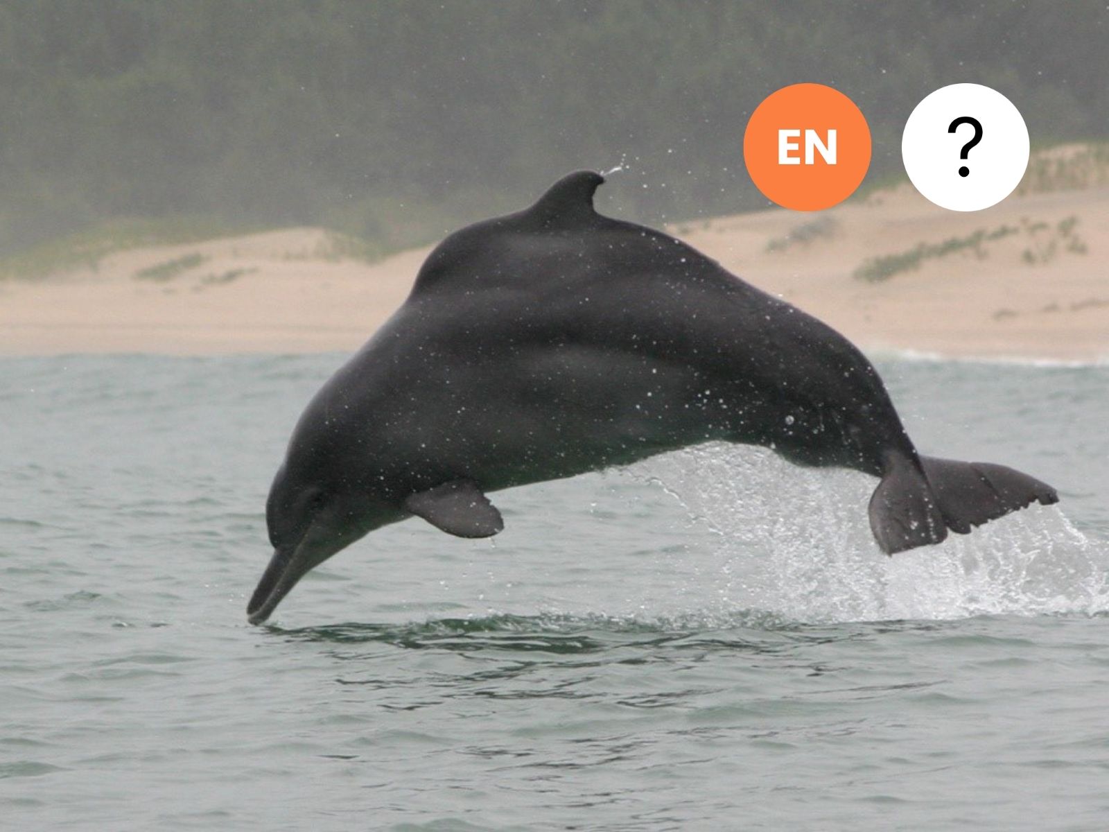 Indian Ocean Humpback Dolphin