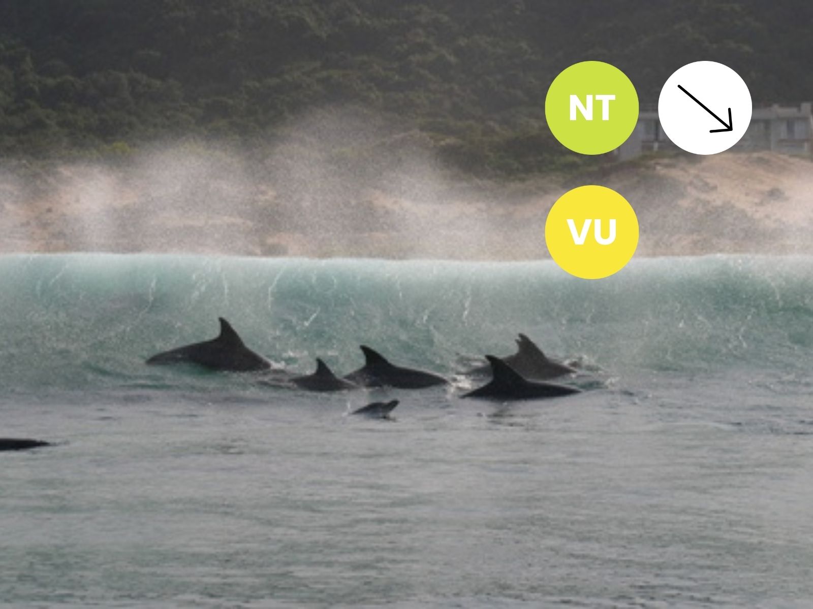 Indo-Pacific Bottlenose Dolphin