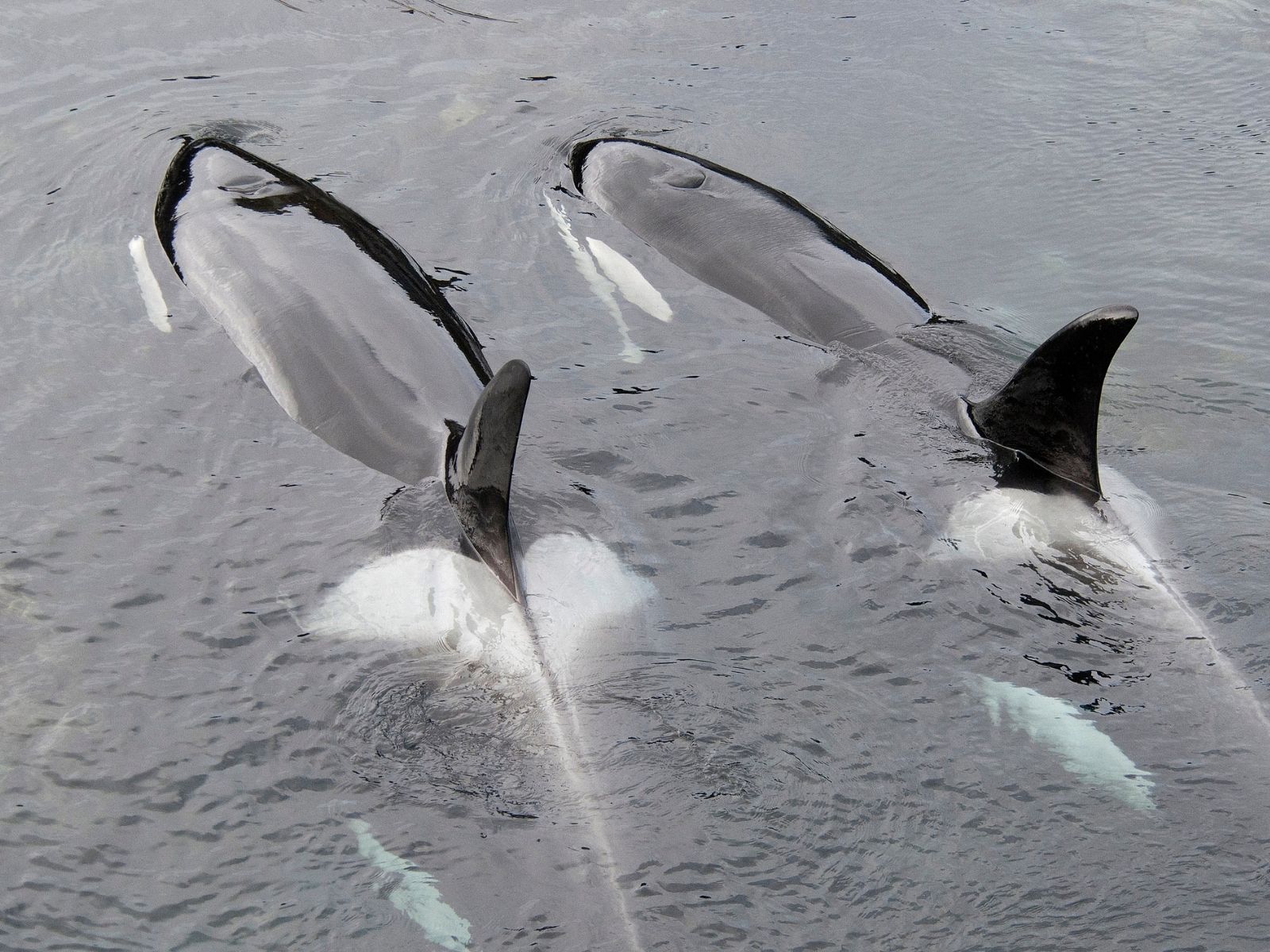 Bushveld elephant shrews Elephantulus intufi occur on Kalahari sands