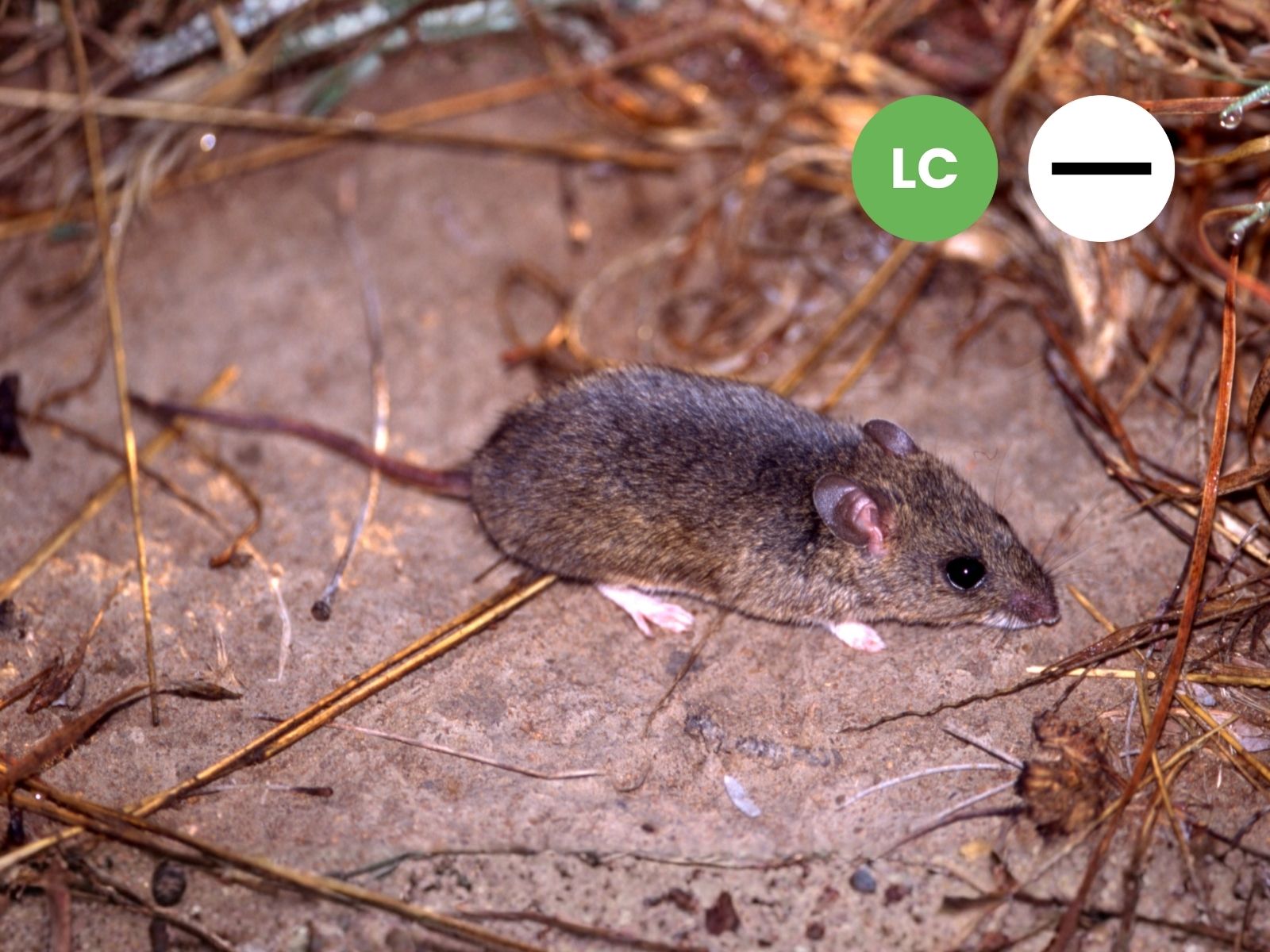 Southern Multimammate Mouse