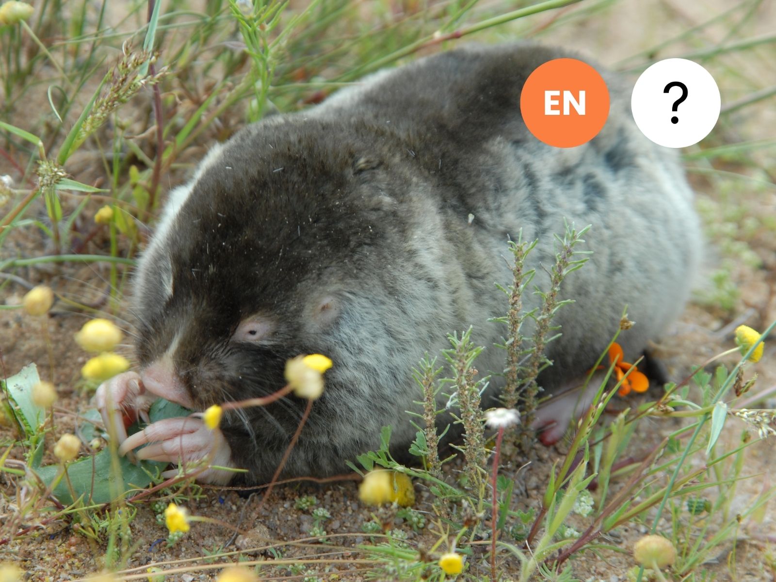 Namaqua Dune Mole-rat