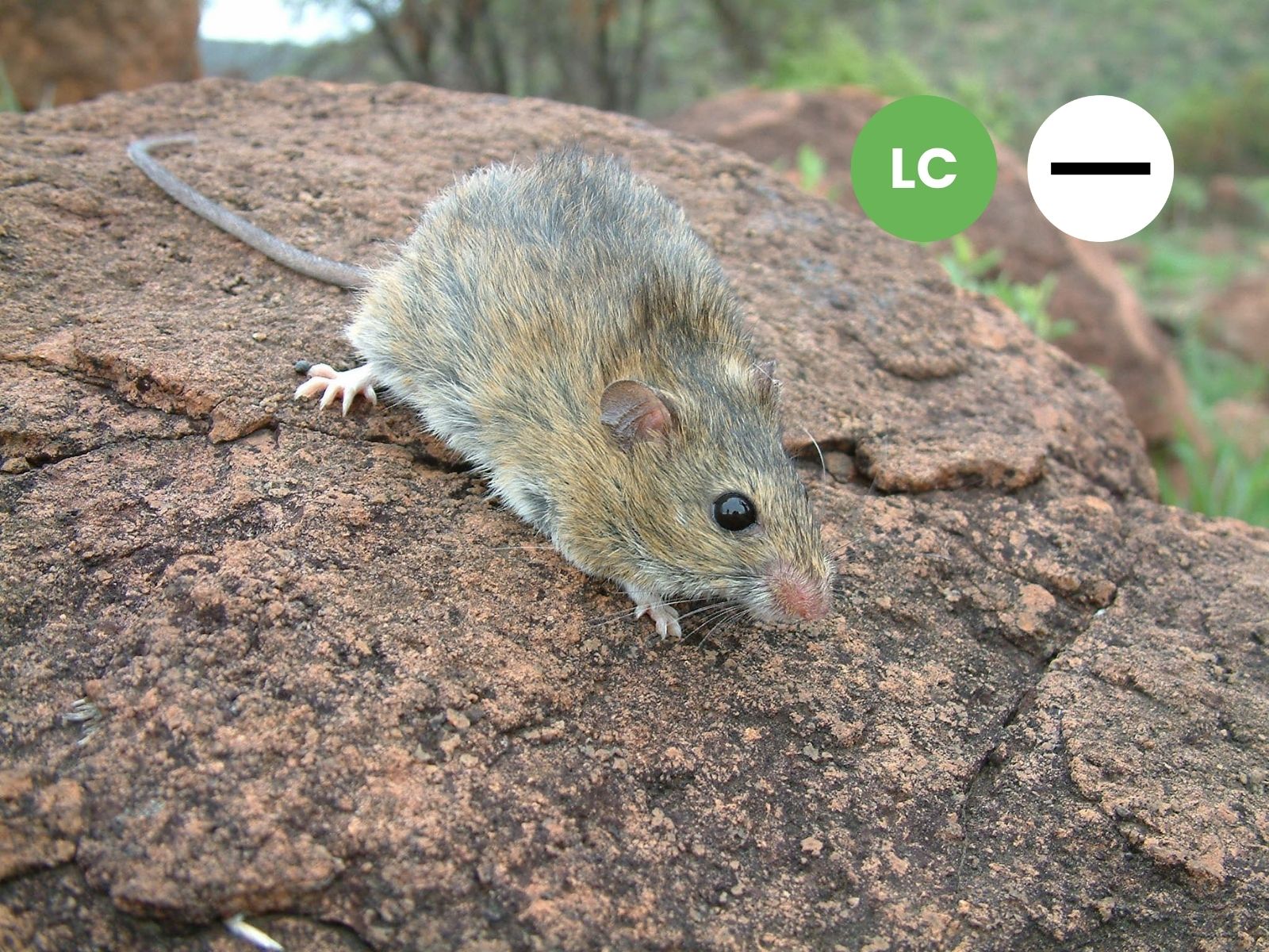 Namaqua Rock Mouse