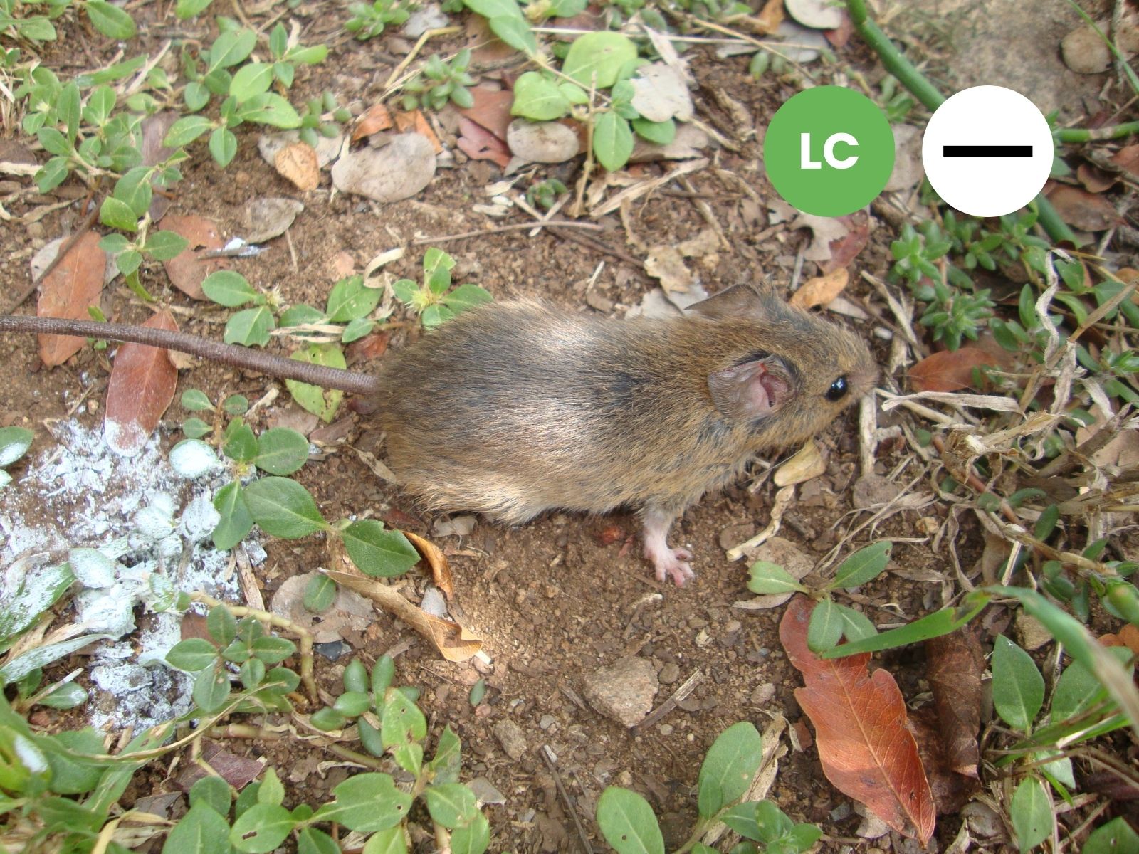 Natal Multimammate Mouse