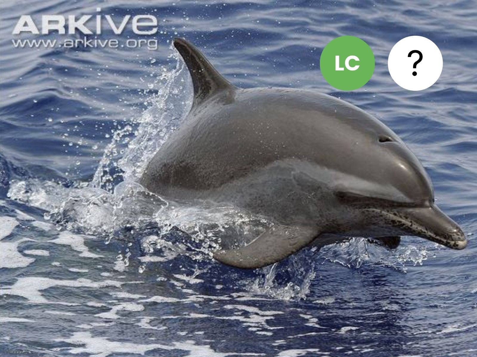 Pantropical Spotted Dolphin