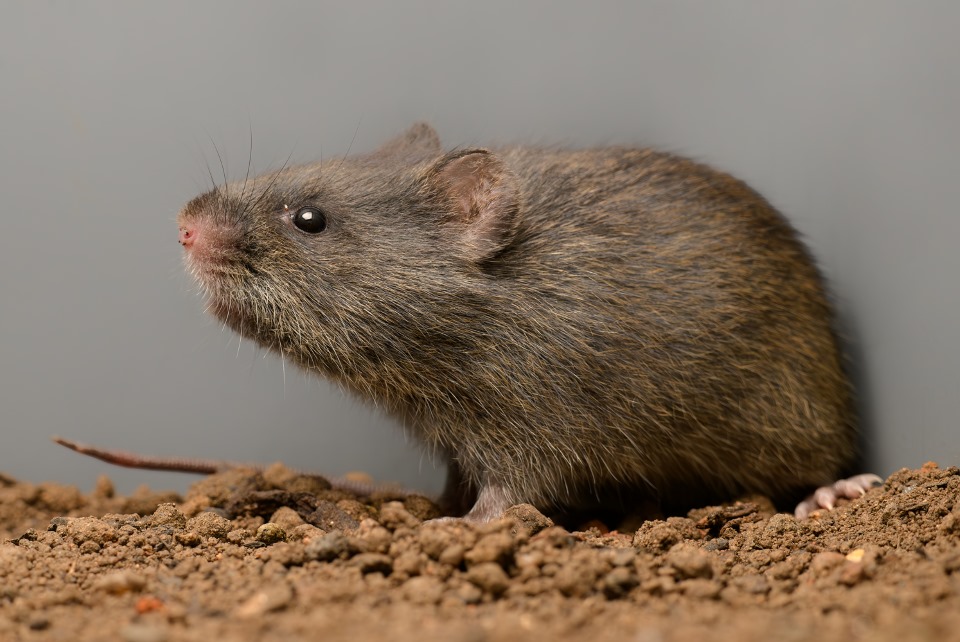 Bushveld elephant shrews Elephantulus intufi occur on Kalahari sands