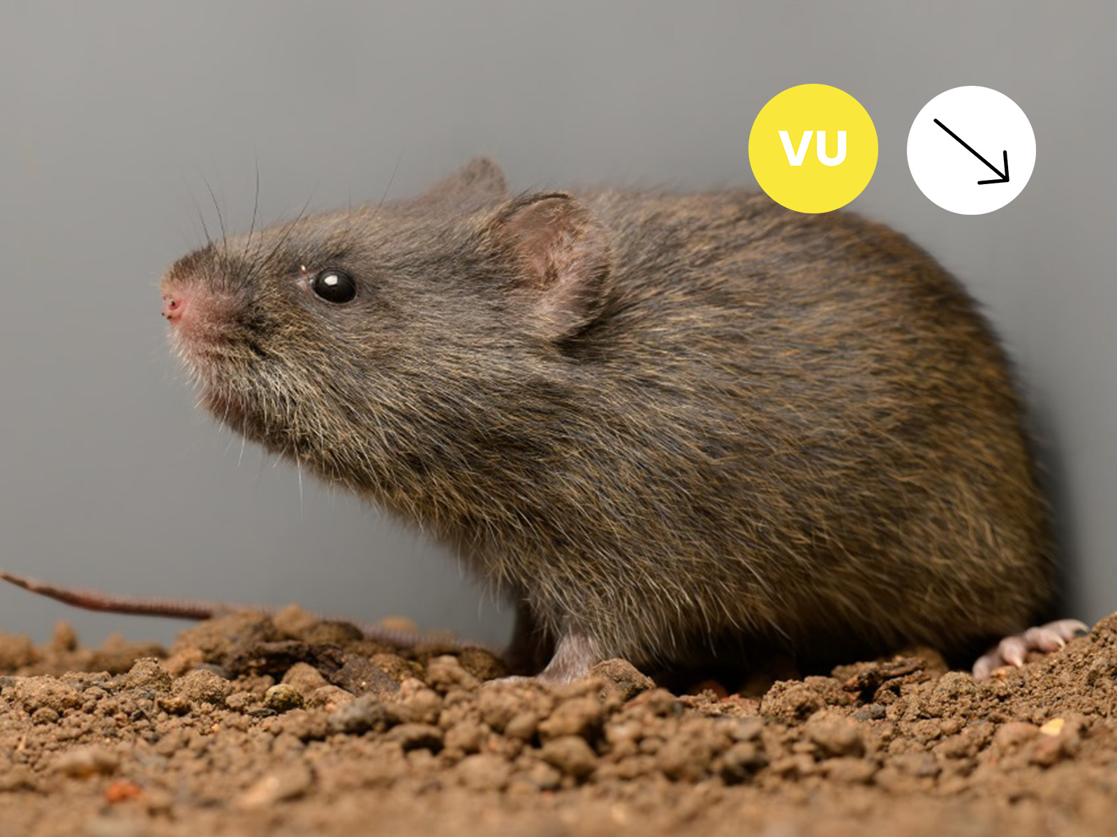 Robert’s Shaggy Rat