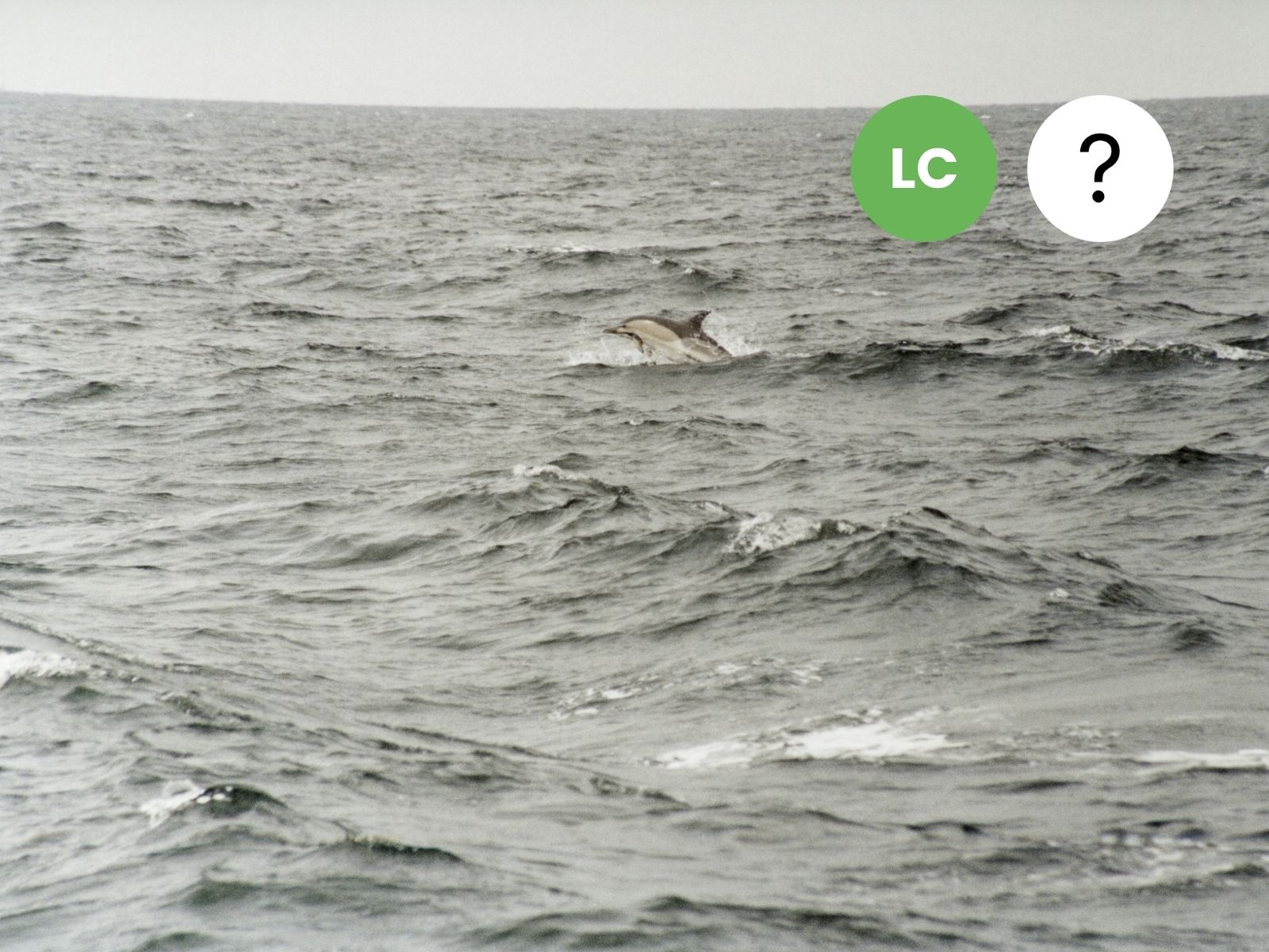 Short-beaked Common Dolphin