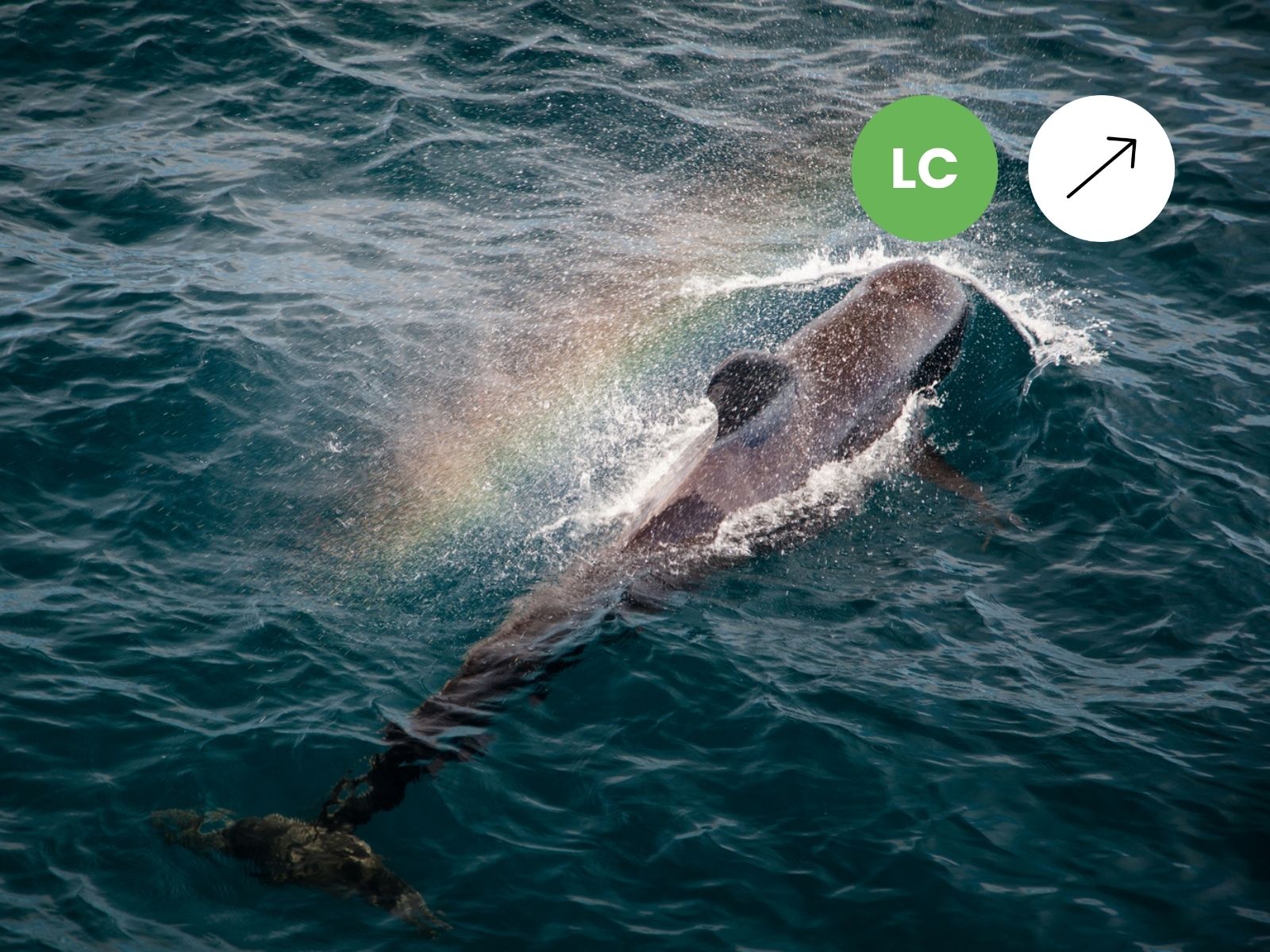 Short-finned Pilot Whale