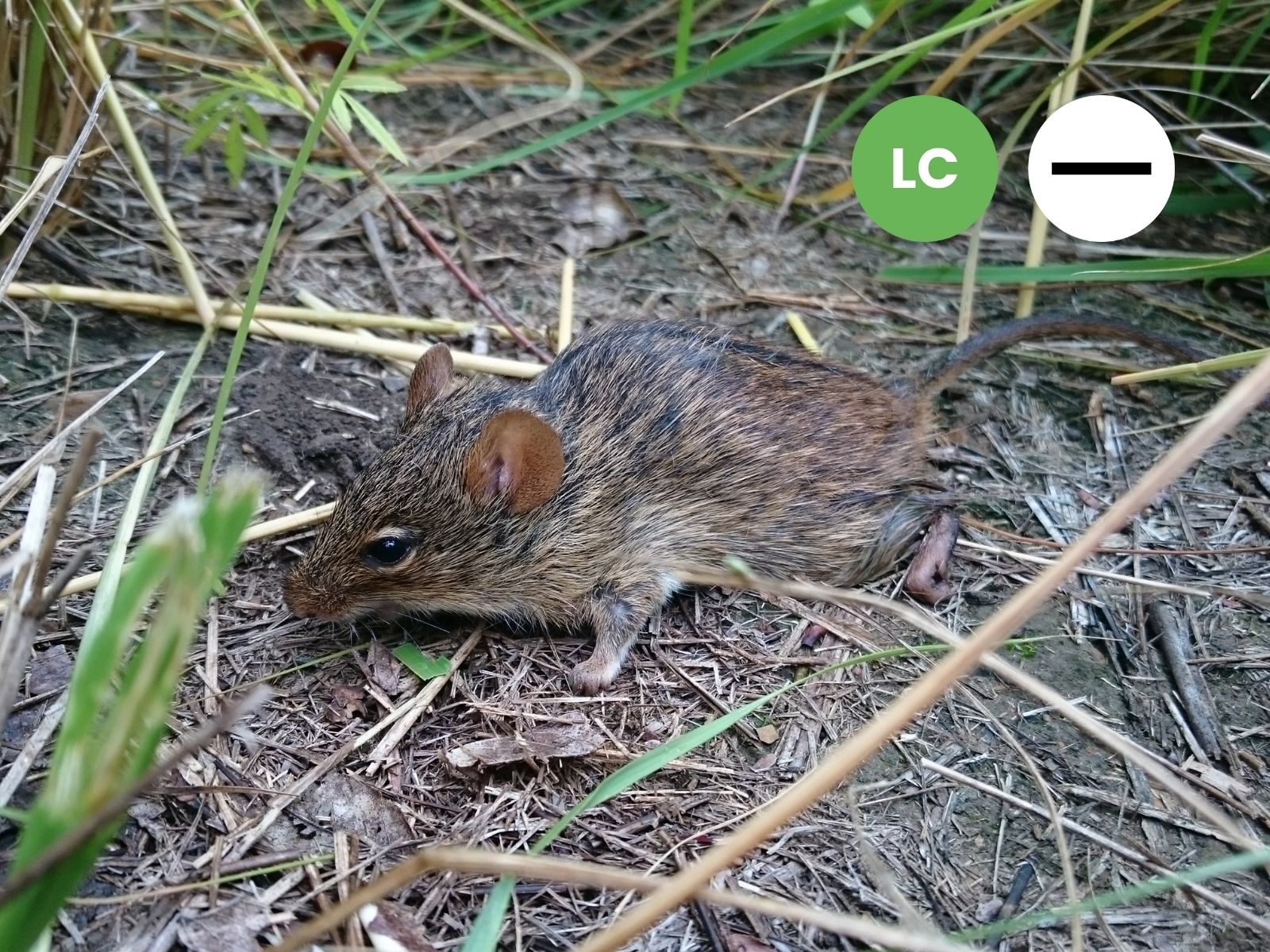 Single-striped Grass Mouse