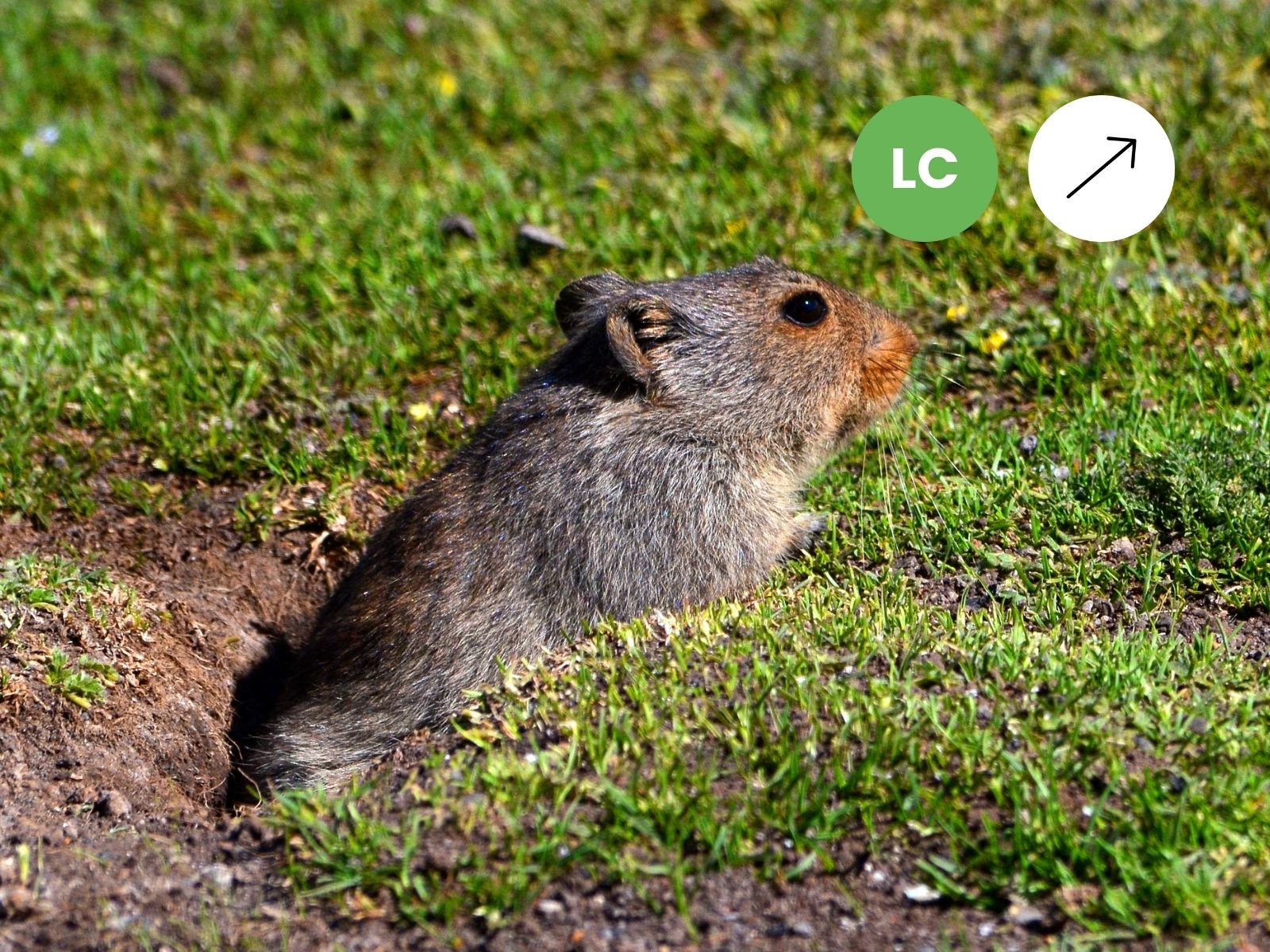 Sloggett’s Vlei Rat