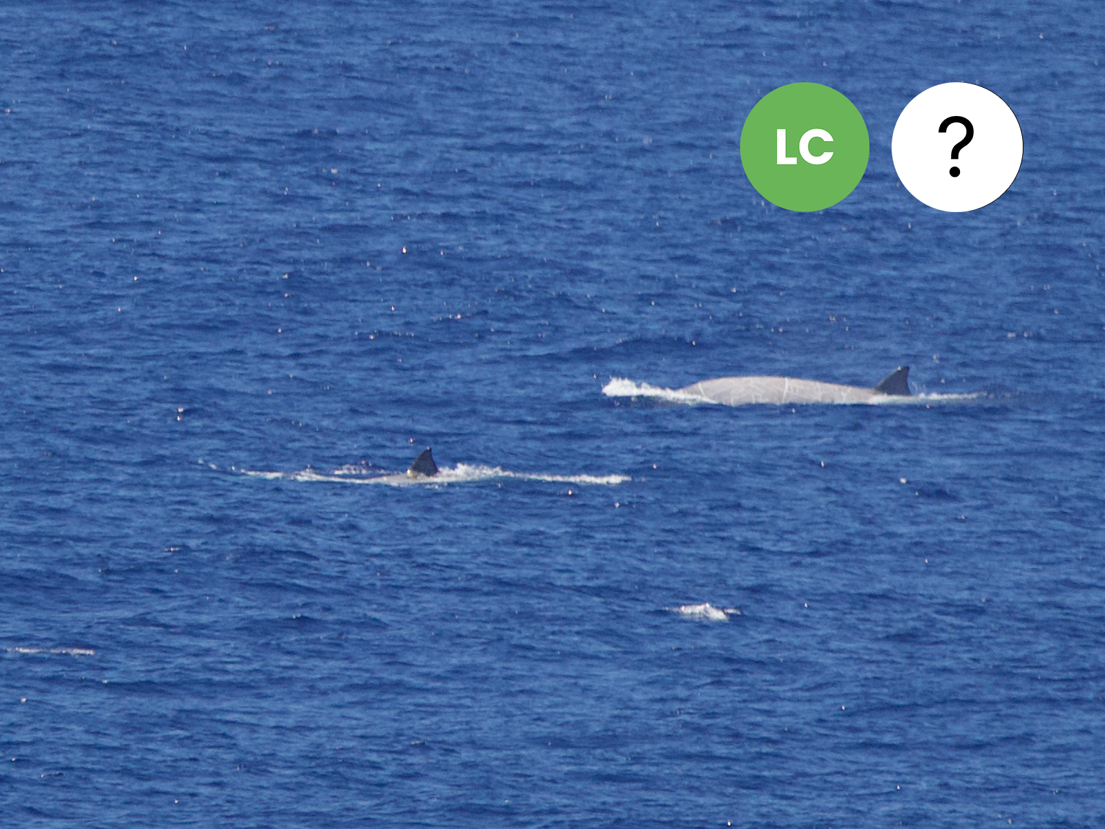 Southern Bottlenose Whale