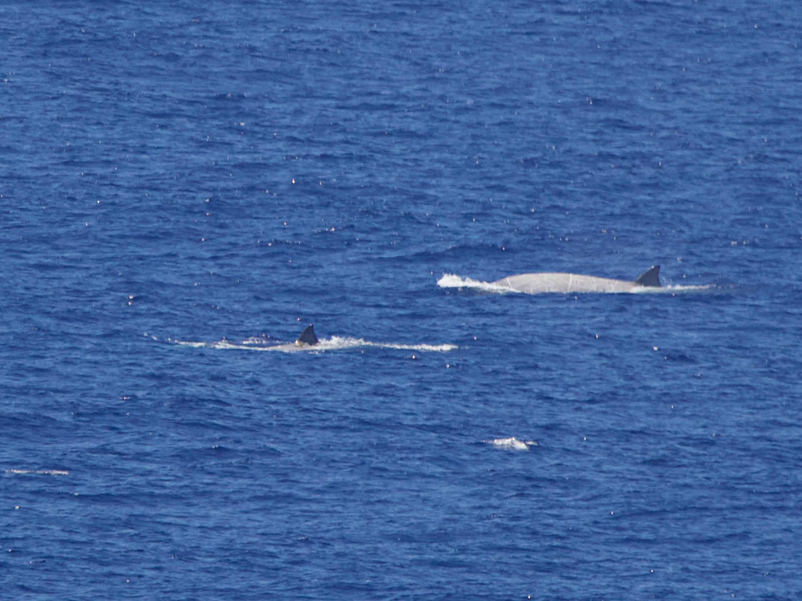 Bushveld elephant shrews Elephantulus intufi occur on Kalahari sands