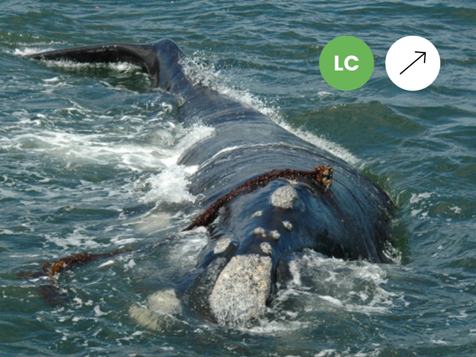 Southern Right Whale