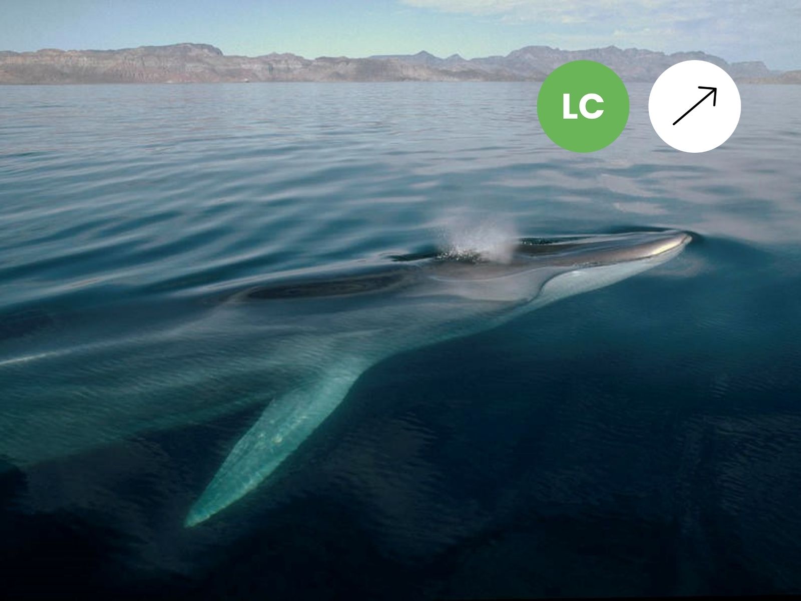 Southern Hemisphere Fin Whale