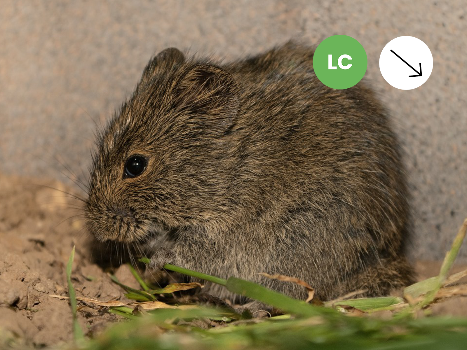 Vlei Rat (Fynbos type)