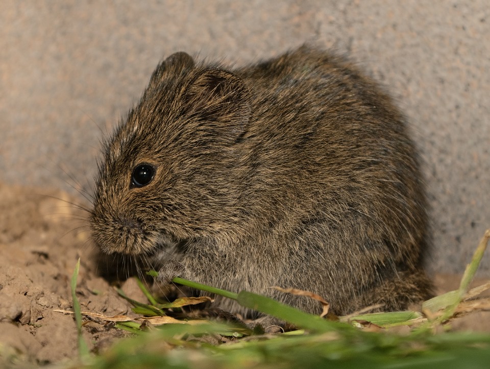 Bushveld elephant shrews Elephantulus intufi occur on Kalahari sands