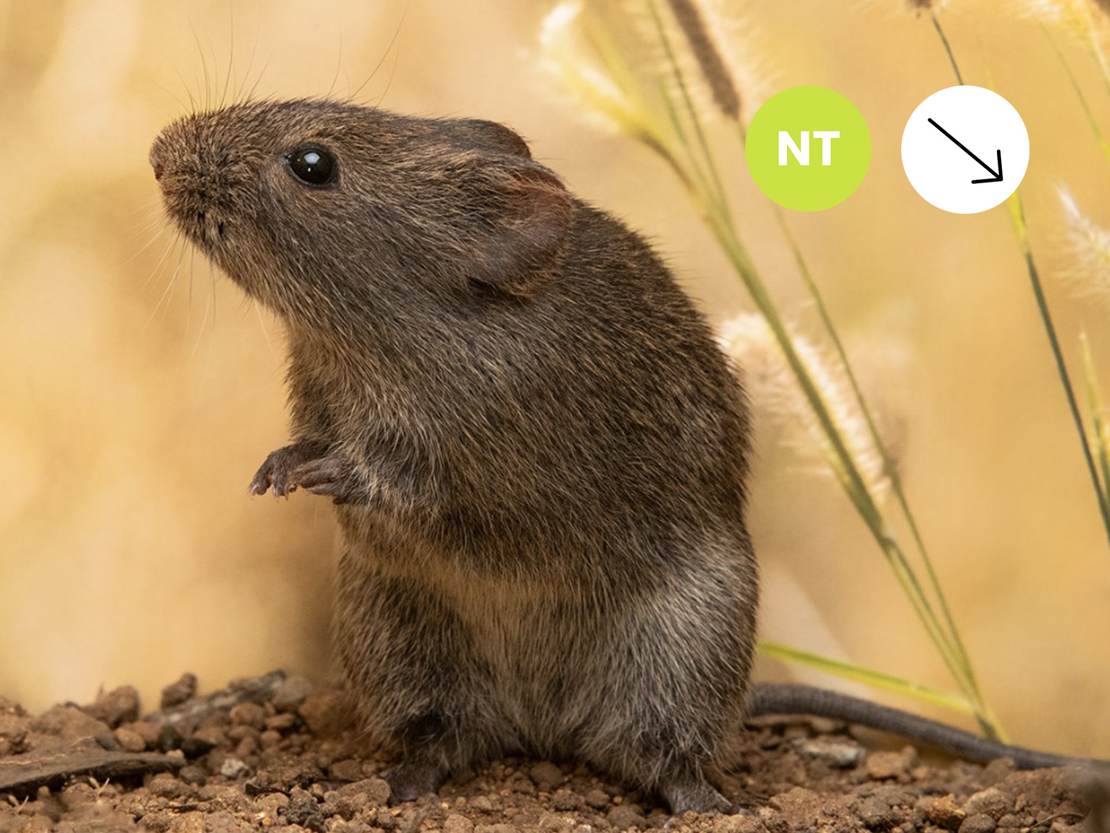 Vlei Rat (Grassland type)