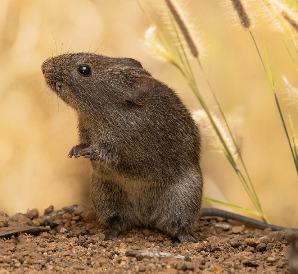 Bushveld elephant shrews Elephantulus intufi occur on Kalahari sands