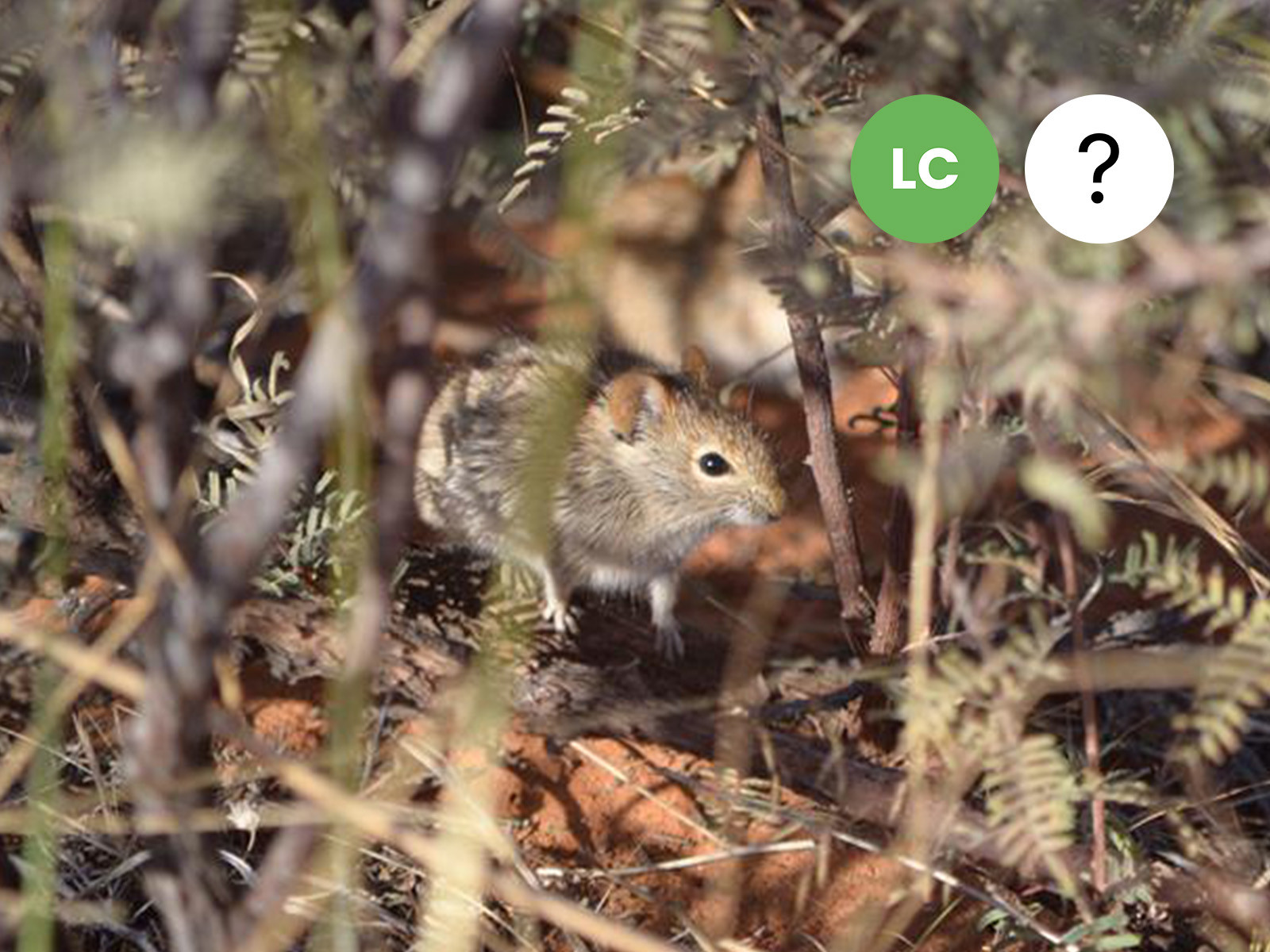 West-Central four-striped grass rat