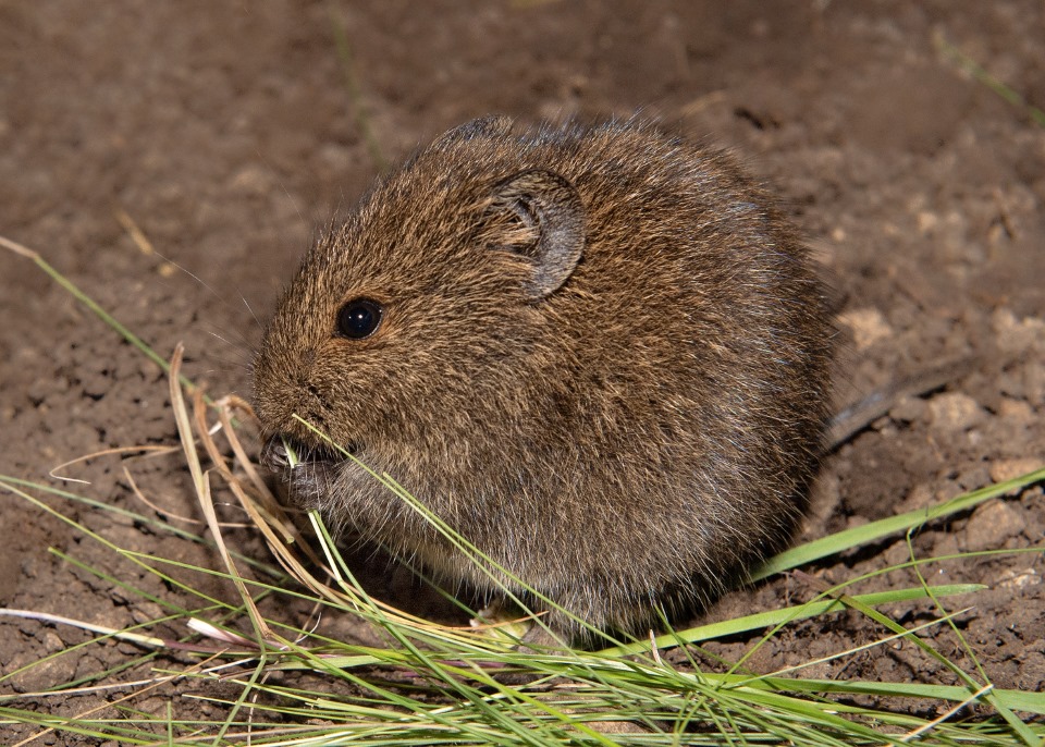 Bushveld elephant shrews Elephantulus intufi occur on Kalahari sands