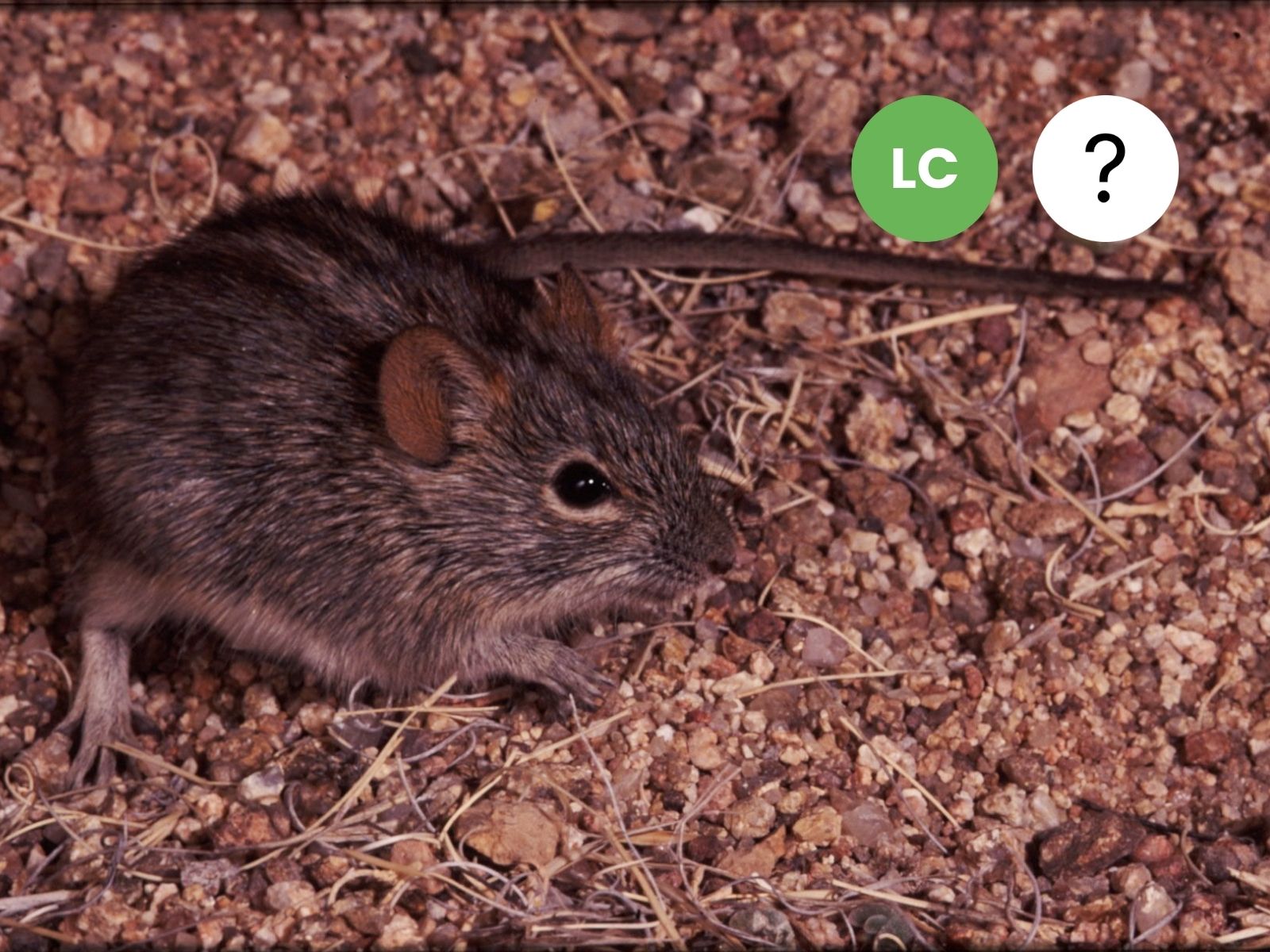 Xeric four-striped Grass Rat