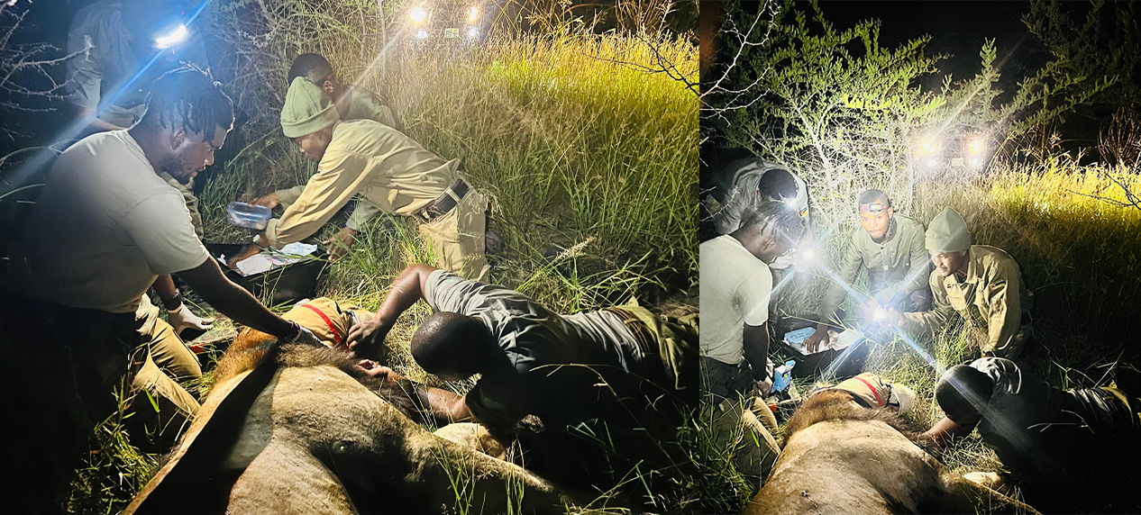 veterinary team removing snare from lion
