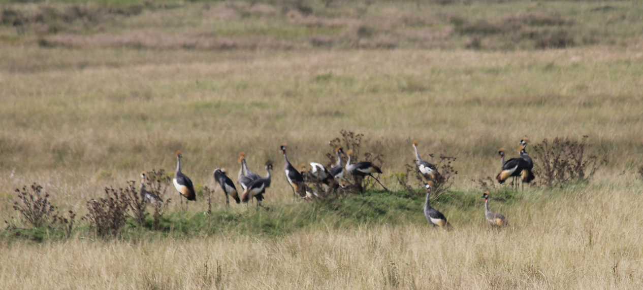 crane species in restored highland grassland habitat