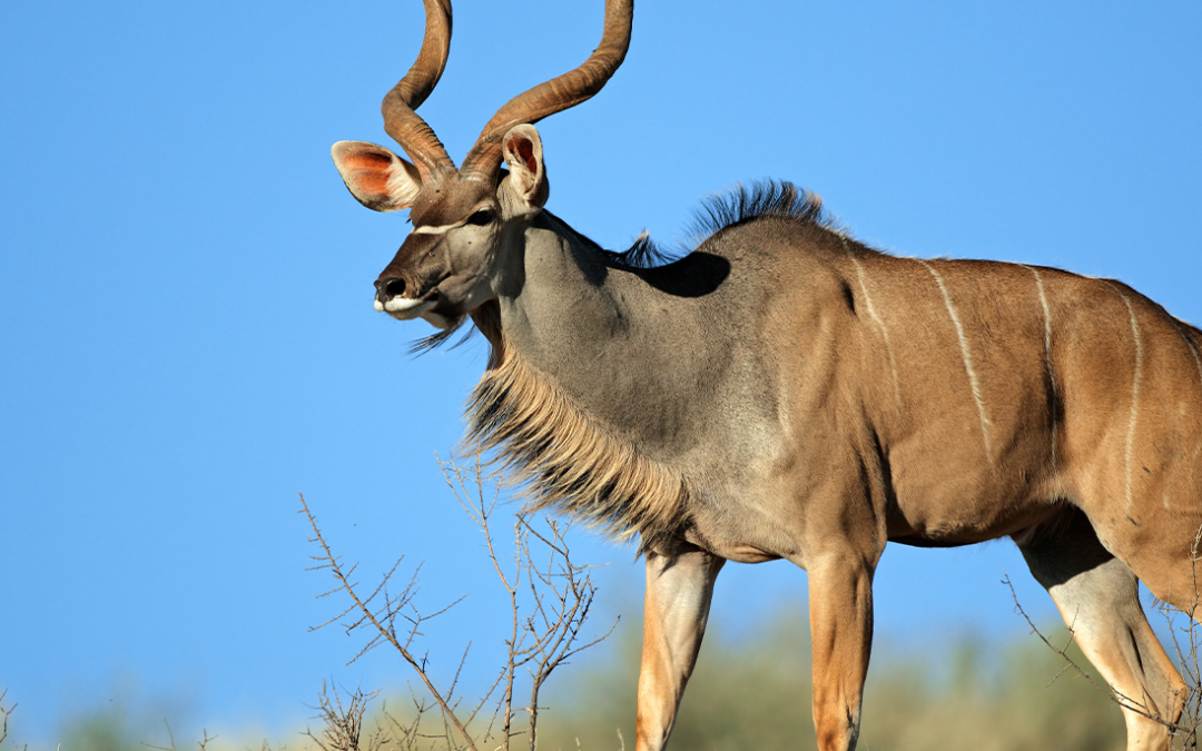 The Kudu Connection: Surprising Diet Choices of Liwonde’s Carnivores