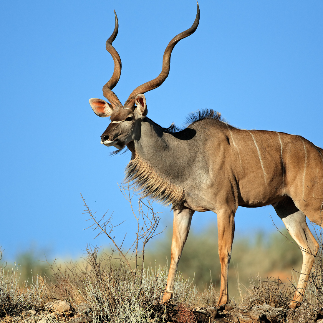 The Kudu Connection: Surprising Diet Choices of Liwonde’s Carnivores