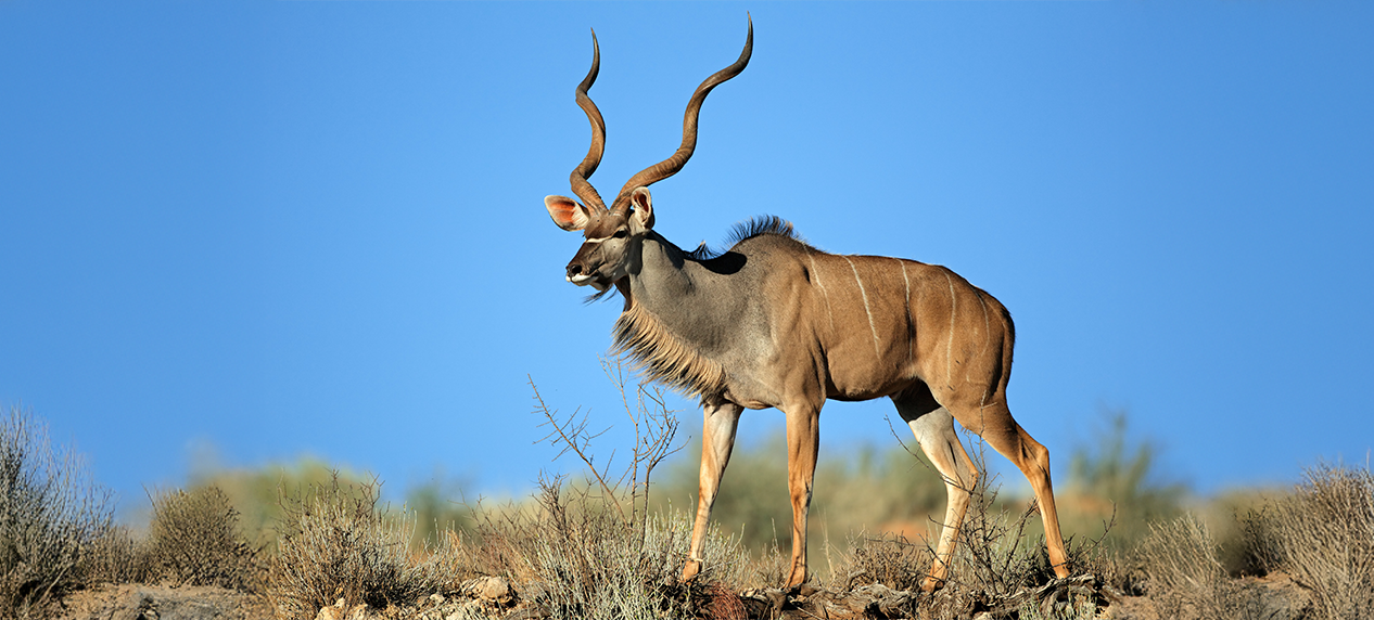 Kudu antelope in Liwonde landscape