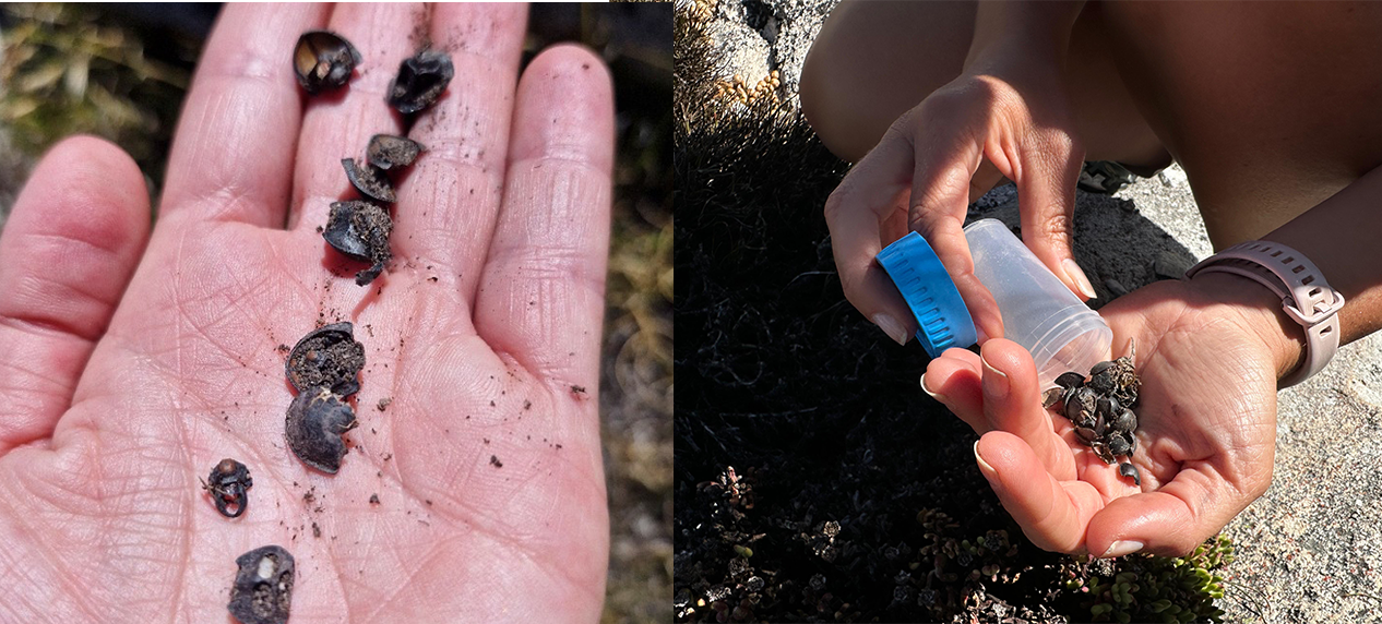 Cape Stag Beetle specimen fragments