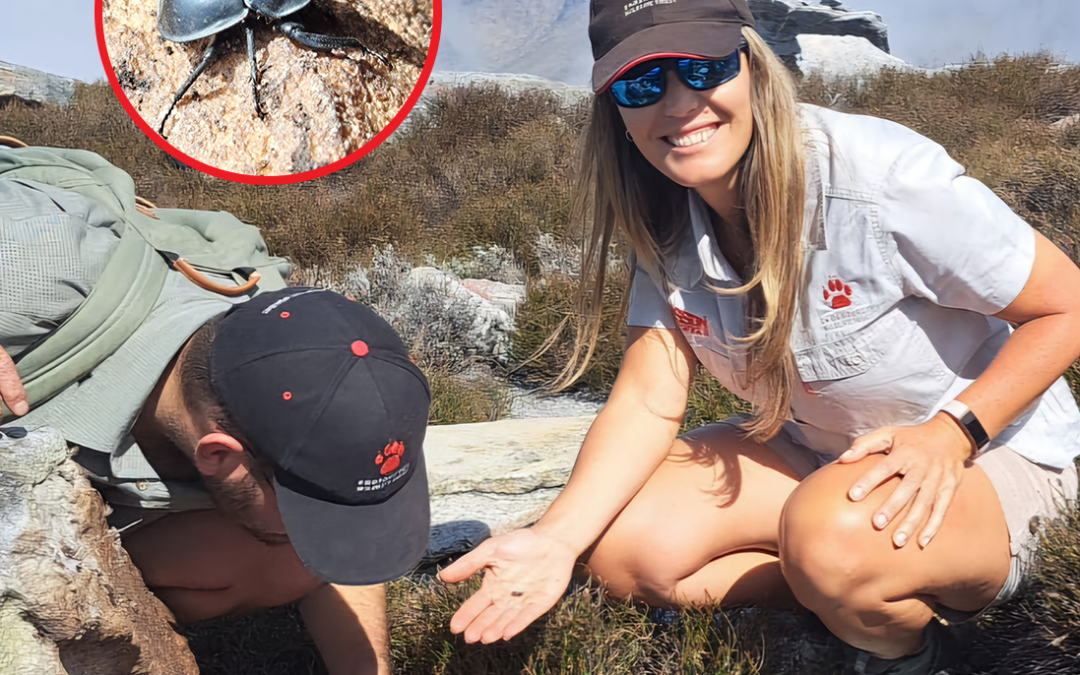 Searching for rare, threatened beetles on high-altitude mountain peaks