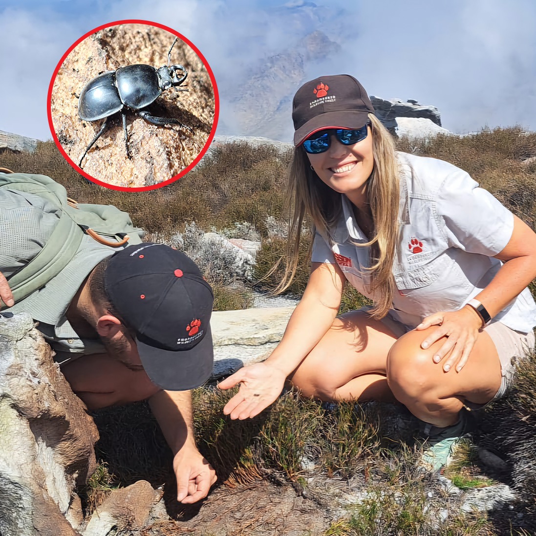 Searching for rare, threatened beetles on high-altitude mountain peaks