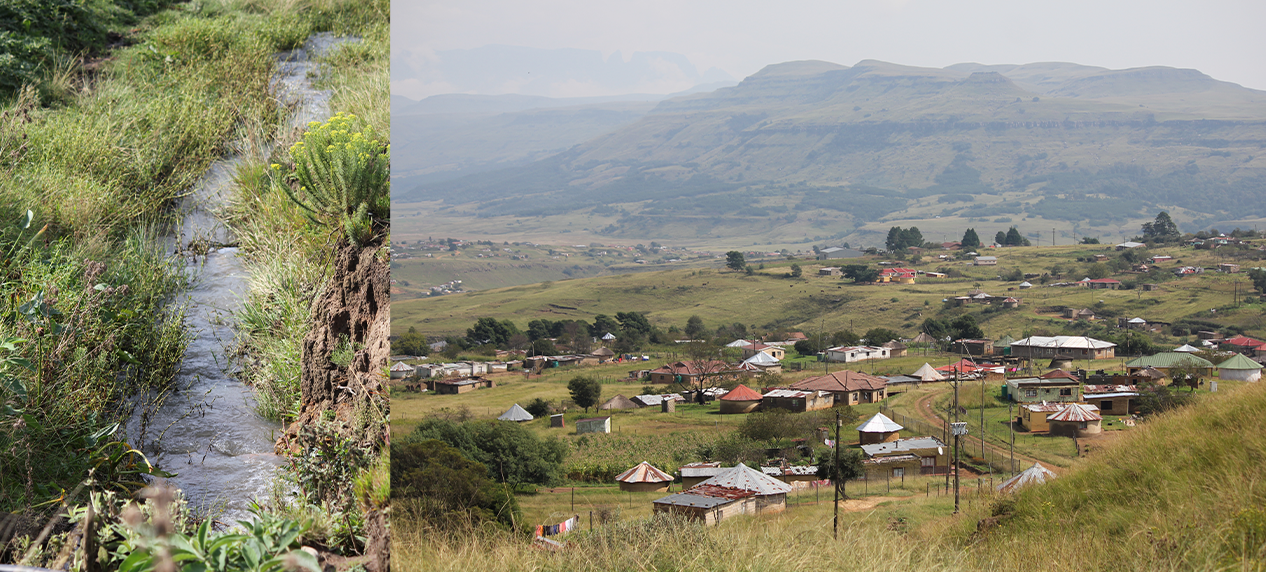 Community members restoring wetland habitat in South Africa
