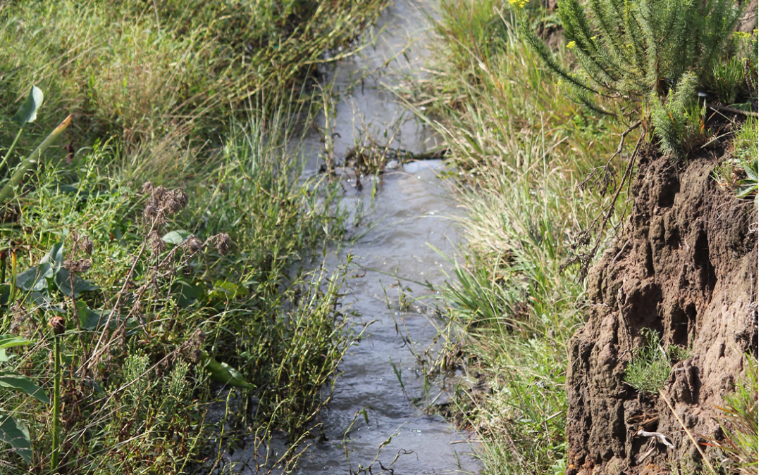 Communities and indigenous knowledge key to Wetland conservation