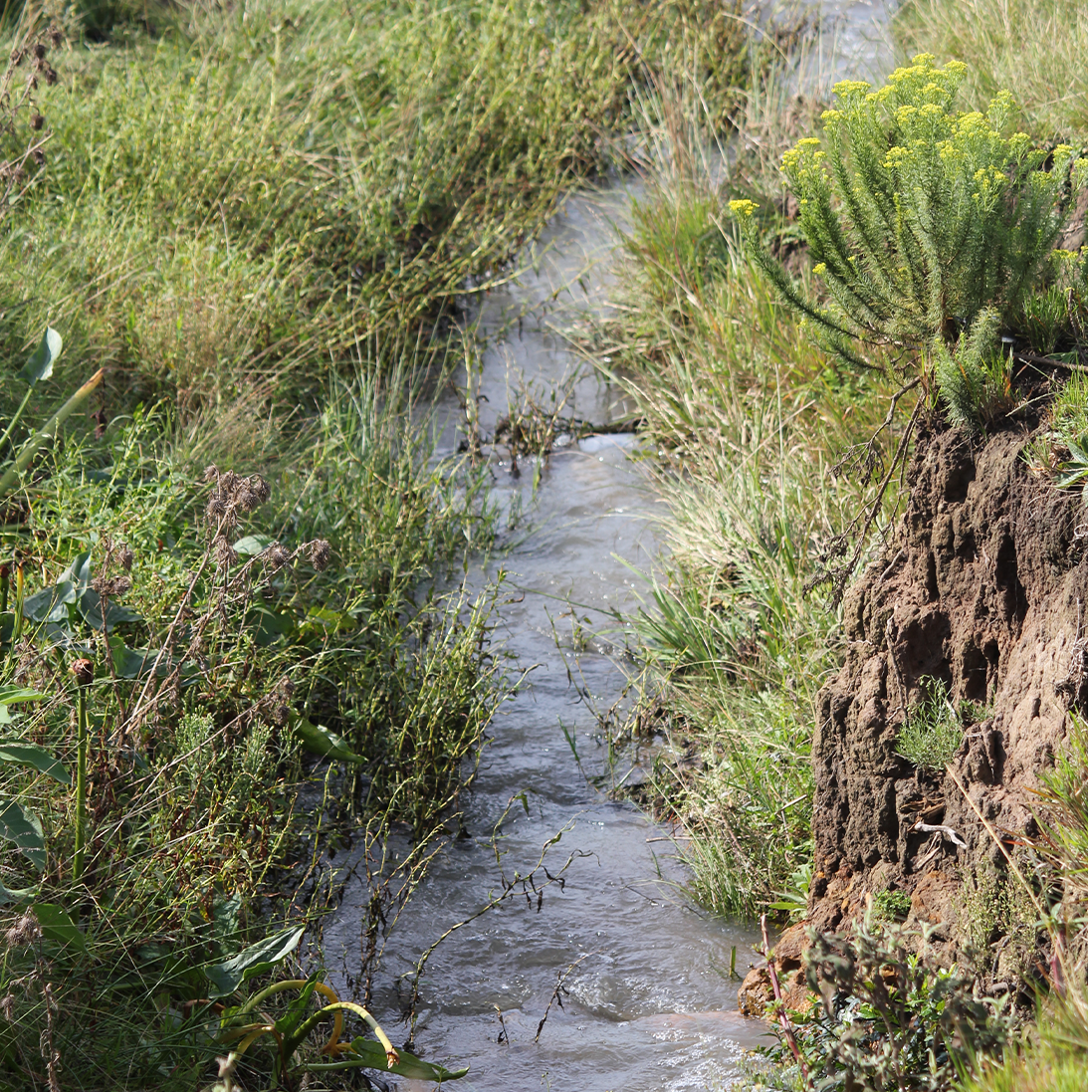 Communities and indigenous knowledge key to Wetland conservation