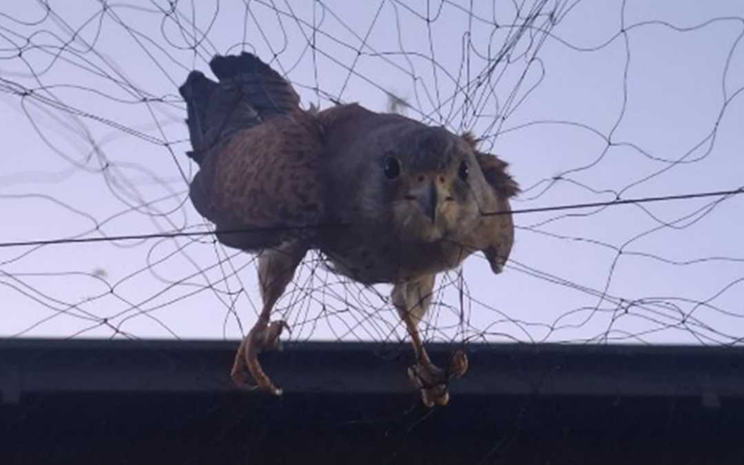 Ringing Lesser Kestrels in the Karoo