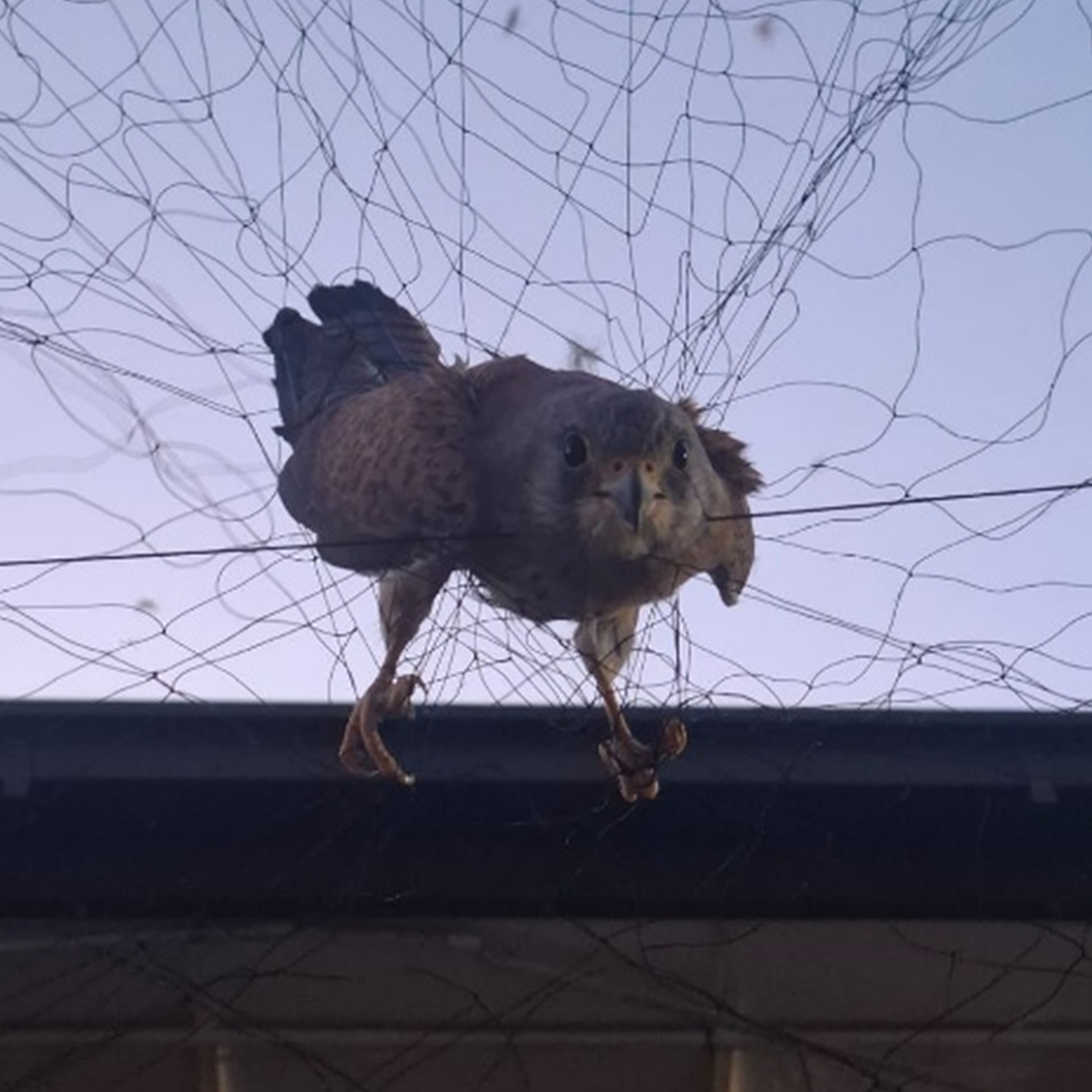 Ringing Lesser Kestrels in the Karoo