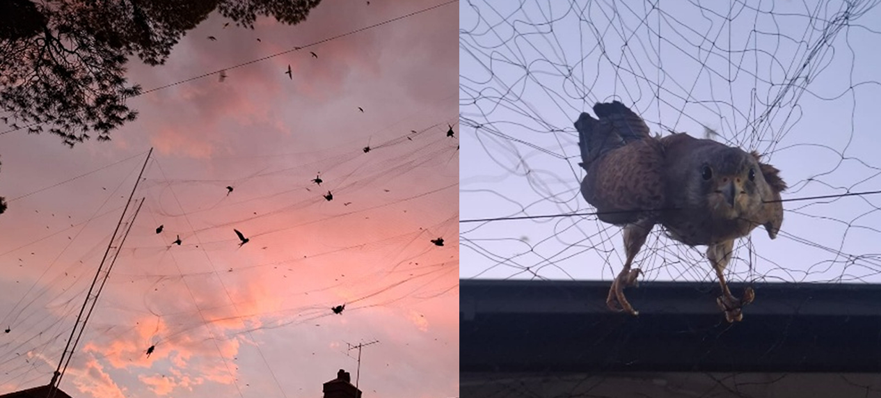 Lesser Kestrels in mist net at De Aar city hall