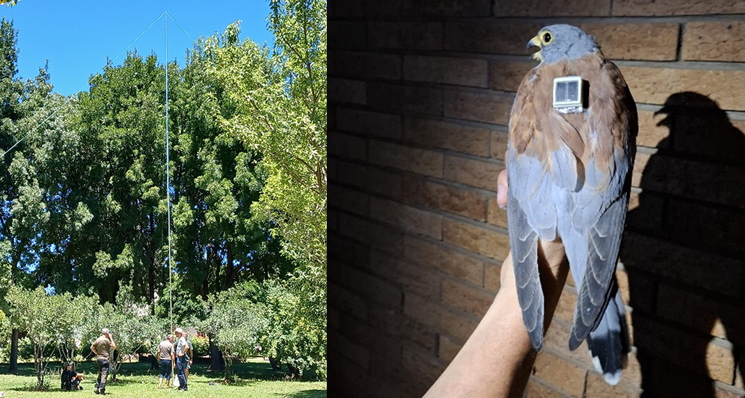 international research team ringing kestrels in Northern Cape