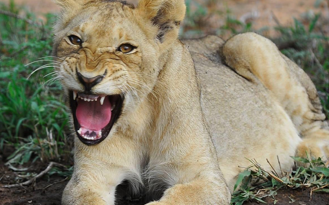 The Quiet Rise of Trade-Driven Poaching of Africa’s Lions