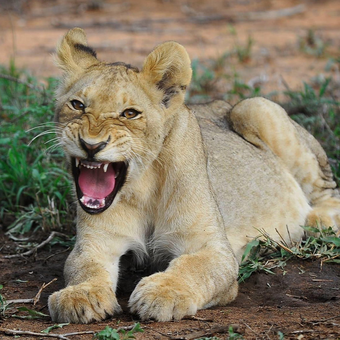The Quiet Rise of Trade-Driven Poaching of Africa’s Lions