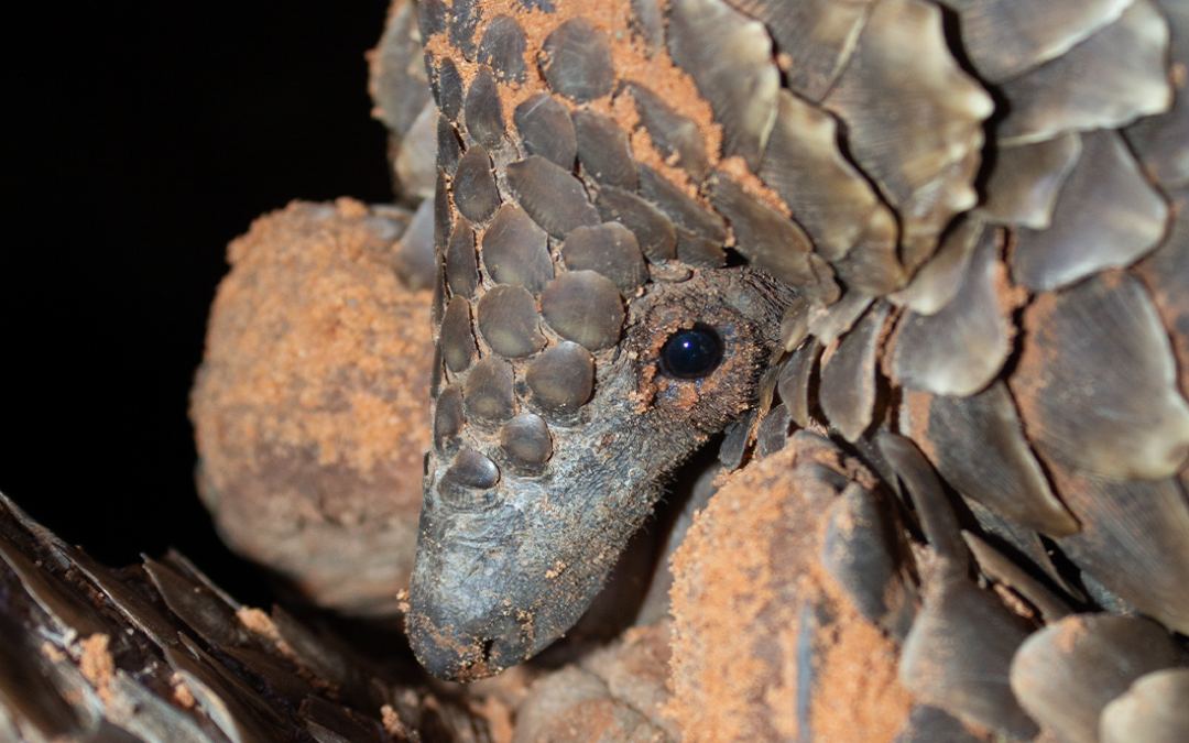 Cash, Corruption, and Creatures: The Hidden Economy of Wildlife Crime in South Africa