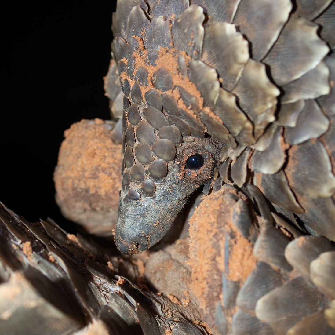 Cash, Corruption, and Creatures: The Hidden Economy of Wildlife Crime in South Africa