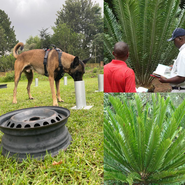 cycads and wildlife crime detection dog