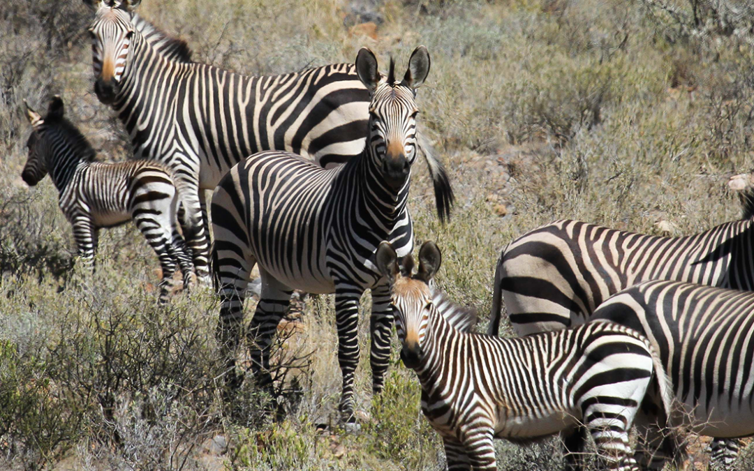 From Red Lists to real action: How science shapes conservation