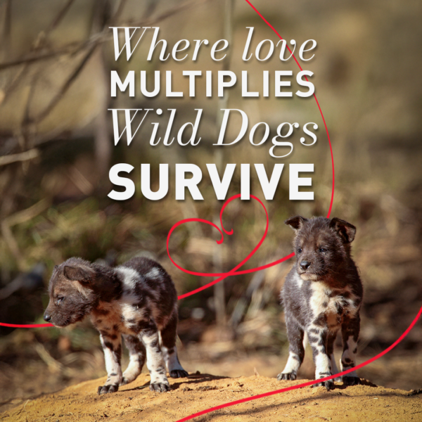 Endangered Wildlife Trust _ Wildl Dog Range Expansion Project Cheetah in the wild — supported by legacy gifts and bequests to the Endangered Wildlife Trust during Wills Week South Africa.