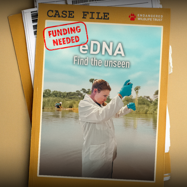 Cheetah in the wild — supported by legacy gifts and bequests to the Endangered Wildlife Trust during Wills Week South Africa.