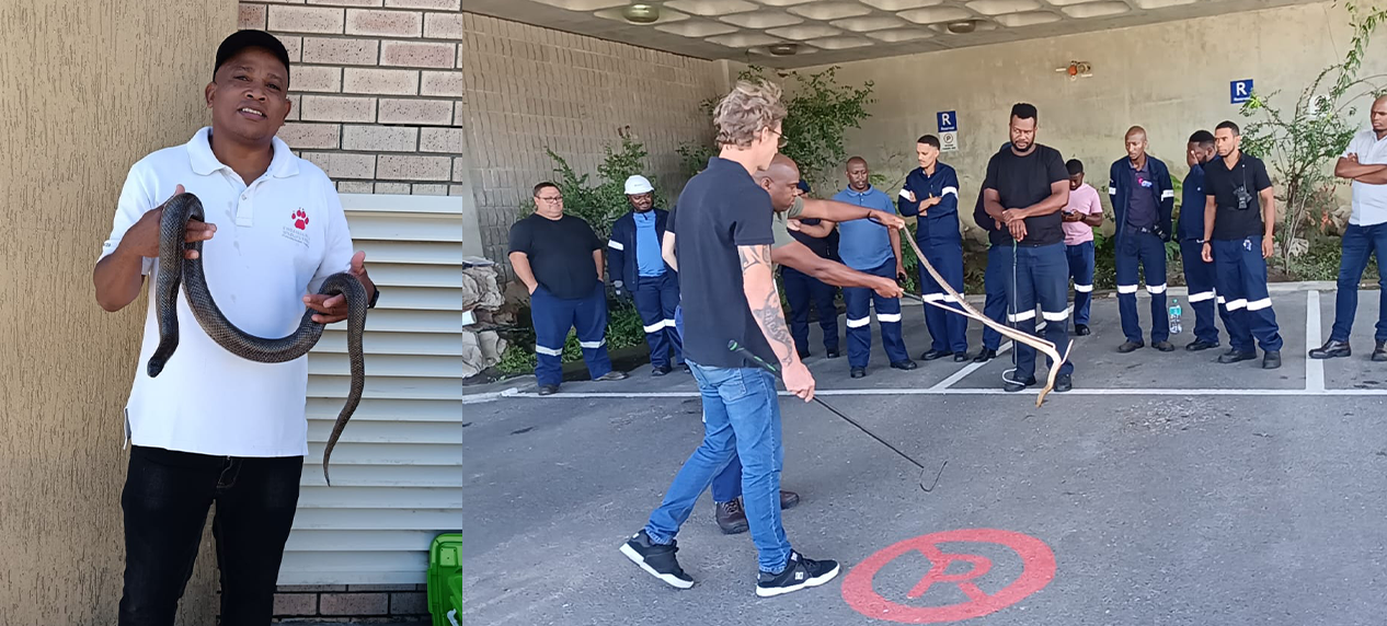 snake awareness training South Africa Eskom staff handling session