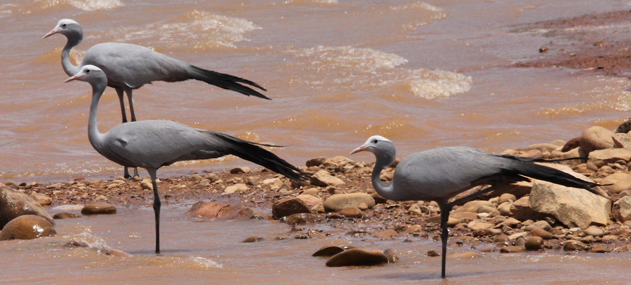 Blue Crane breeding Western Cape wheatlands habitat